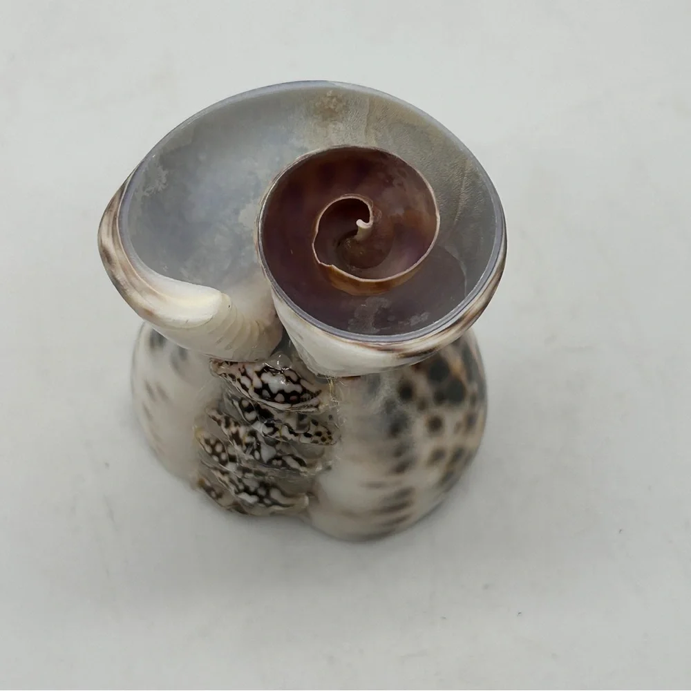 Seashell Toothpick Holder Cocktail Picks NEW